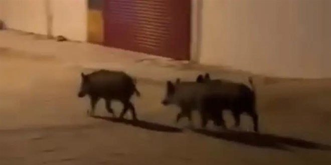 Domuz s�r�s�, yemek bulmak i�in mahalleye indi