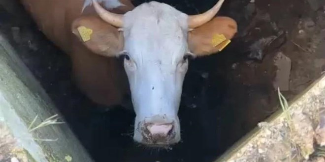 Kurbanl�k �nek dinamit deposunda bulundu