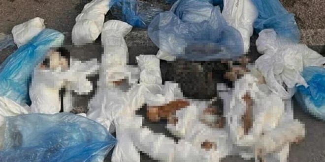 Ba�savc�l�k itiraz etmi�ti, 33 kediyi �ld�ren veteriner tutukland�