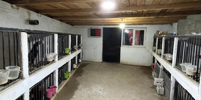 Horoz d�v���ne 508 bin liral�k ceza