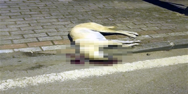 O�lunu �s�ran k�pe�i �ld�rm��t�: �stinaf beraat karar�n� bozdu