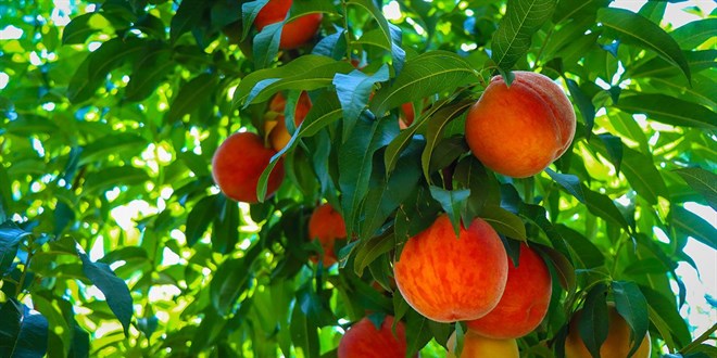 Ge�en y�l dondan etkilenen meyvelerde bu y�l 'bereket' d�nemi ya�anacak