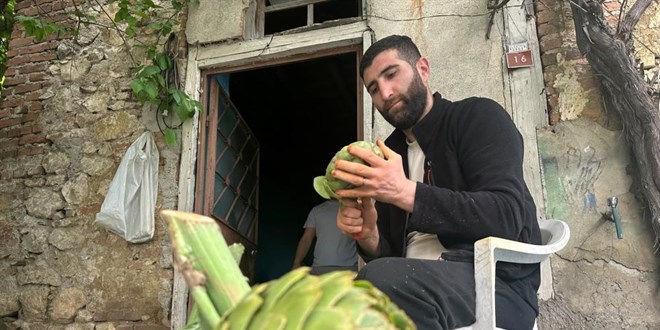 Enginar soyucular�n yo�un mesaisi ba�lad�: Ayda 240 bin TL kazan�!