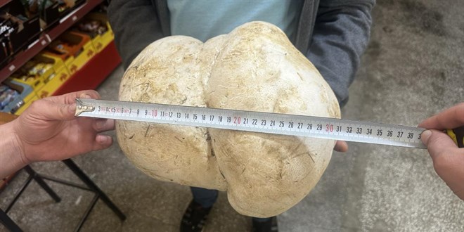 Bah�esinde 3 kilo 470 gram a��rl���nda mantar buldu