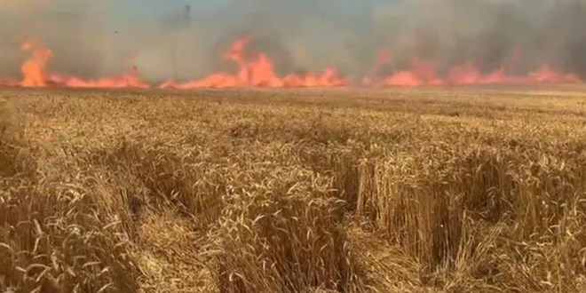 Bir sigara keyfi bu�day tarlas�n� k�l etti - Son Dakika Haber