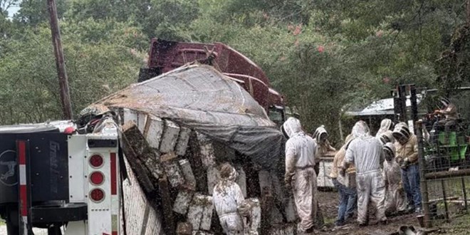 Texas'ta ar� y�kl� TIR devrildi: Milyonlarca bal ar�s� �evreye yay�ld�