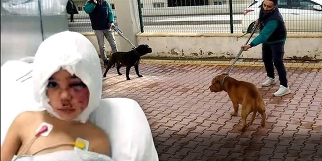 Pitbull sald�r�s� davas�nda mahkeme k�pekleri 'silah' sayd�