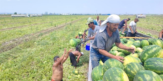 40 derecede ekmek m�cadelesi: Yevmiyeleri 5 bin TL'yi buluyor