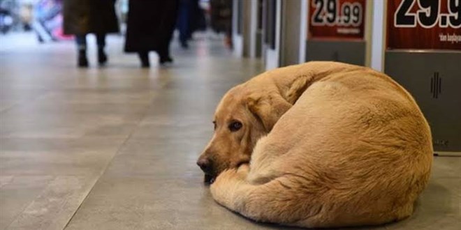 ��i�leri Bakanl���'ndan sokak hayvanlar� i�in 3 belediye ba�kan�na soru�turma - Son Dakika Haber