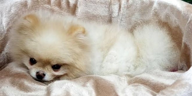 G�mr�kten getirilen 'pomeranian' cinsi k�pek yavrular�na el konuldu
