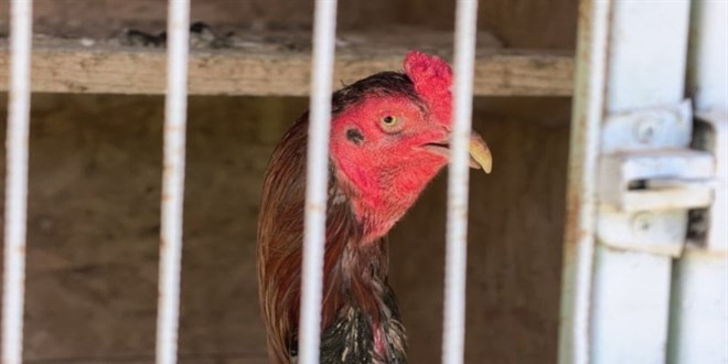 Horoz d�v��t�r�len eve bask�n: Bahis oynayan 50 ki�iye 650 bin TL ceza - Son Dakika Haber