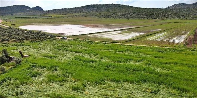 Do�al afetler ilk 6 ayda 900 bin dekar tar�m alan�na zarar verdi - Son Dakika Haber