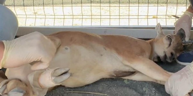��rnak'ta yaban ke�isi av�na 1,2 milyon lira ceza