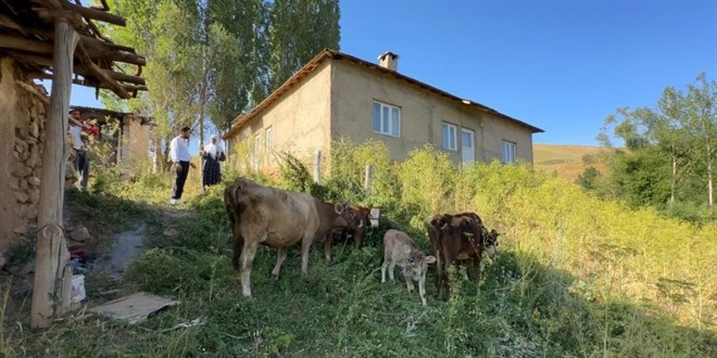 Bir ine�i telef oldu, 7 inek 5 buza�� sahibi oldu