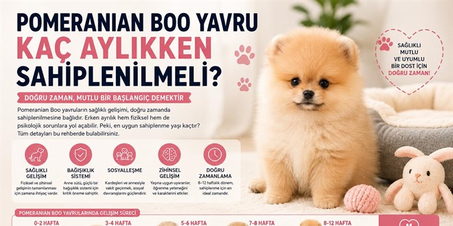 Pomeranian Boo Yavru Ka� Ayl�kken Sahiplenilmeli?