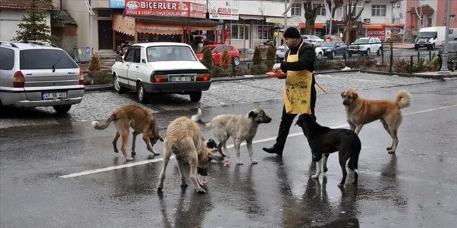 Hayvanlar� Koruma Kanunu'nun 2. y�l�: Binlerce hayvan topland�, �l�m...