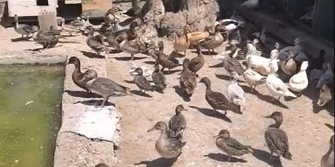 Ekipler yaban hayvan ticaretine g�z a�t�rm�yor - Son Dakika Haber