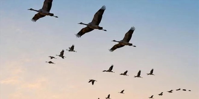 G��men ku�lar�n y�zde 51'i yok oluyor