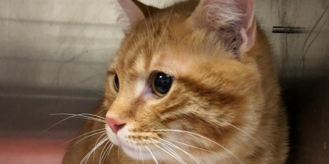 Kaybolan kedi, 10 y�l sonra evine geri d�nd� - Son Dakika Haber
