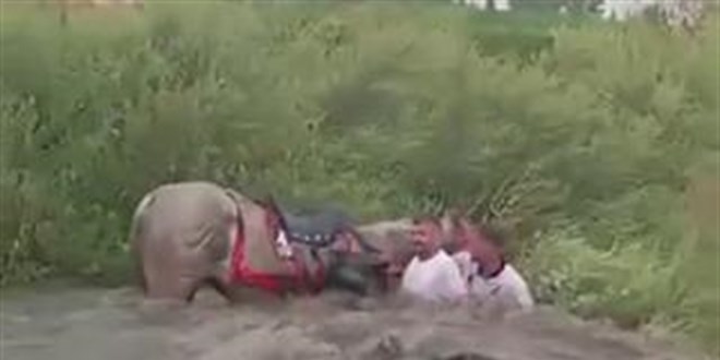 Cirit�iler ve atlar sele kap�lmaktan son anda kurtuldu