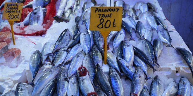 Y�llard�r b�ylesi g�r�lmedi: Karadeniz'den palamut f��k�r�yor - Son Dakika Haber