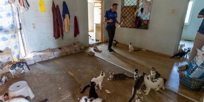 K�t� kokunun kayna�� ��p de�il, 100 kedi ��kt� - Son Dakika Haber