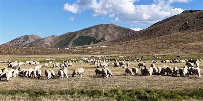150 bin lira maa�a �oban bulam�yorlar - Son Dakika Haber