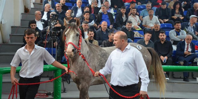 T�GEM 17 safkan Arap ko�u tay� sat��� yapacak - Son Dakika Haber