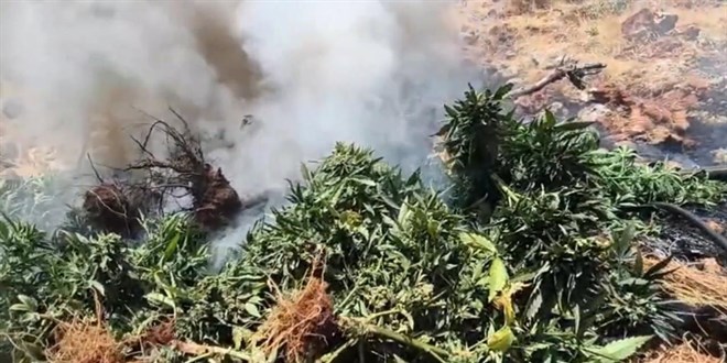 Diyarbak�r'da uyu�turucu operasyonu: 99 kenevir ekim alan� imha edildi