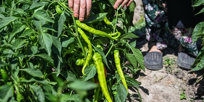 �stanbul tar�msal �retimiyle ekonomiye de�er kat�yor - Son Dakika Haber