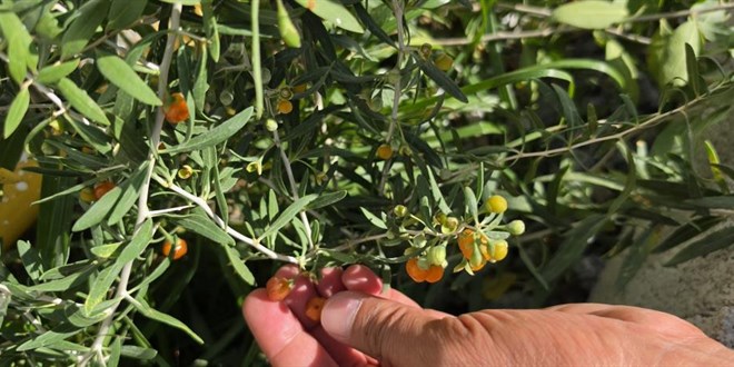 �in t�bb�n�n 2 bin y�ll�k �ifa kayna�� 'Goji Berry' Bitlis topraklar�nda hayat buldu - Son Dakika Haber