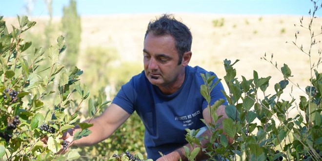 Fizik ��retmeninin aronya merak� bah�eye d�n��t� - Son Dakika Haber