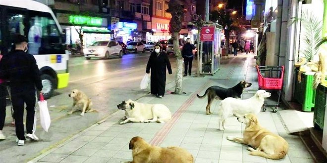 T�rkiye'de 9 ayda 479 bin kuduz riskli temas: �stanbul ilk s�rada - Son Dakika Haber