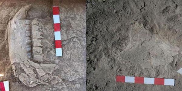 5 milyon y�ll�k fosiller