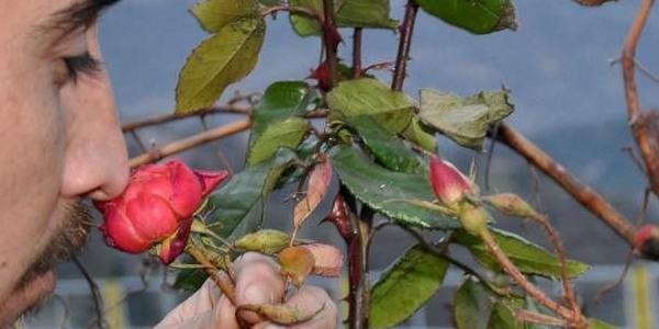 Ocak ayında açan güller görenleri şaşırtıyor