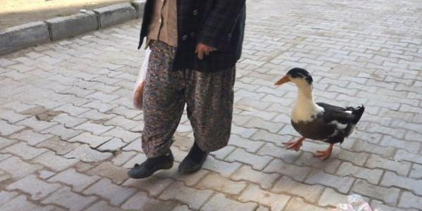 Hep peşinde....