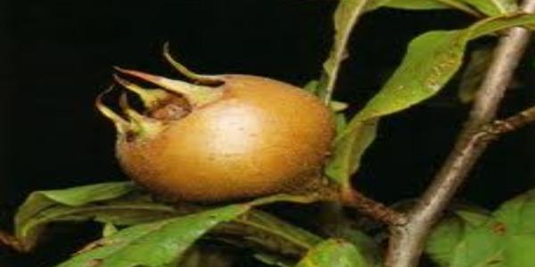 �ifa kayna�� 'mu�mula'