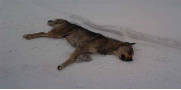 ��neyle katledildiler!