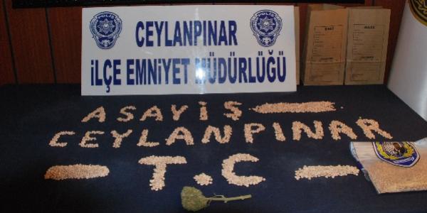 Ceylanp�nar'da uyu�turucu operasyonu