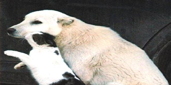 Kediyle k�pe�in dostlu�u