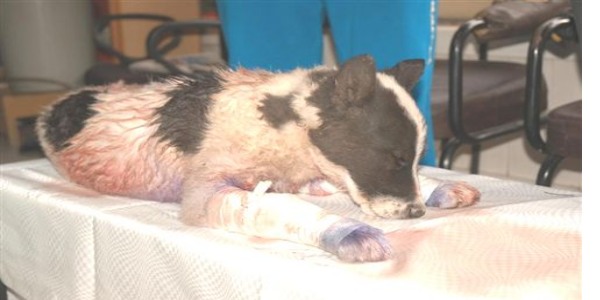 Sokak köpeği için ameliyat masası kurdular