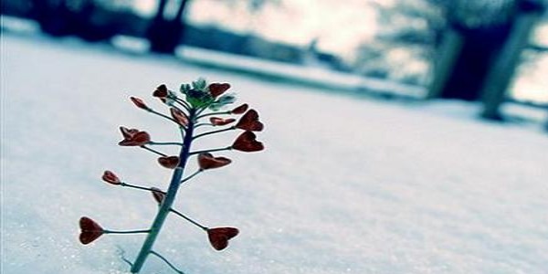 Beyşehir'de çiftçiler kar bekliyor