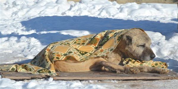 Kedilere ısıtıcılı, köpeklere battaniyeli koruma