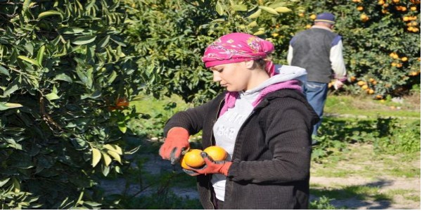 İnternetten narenciye sepeti!