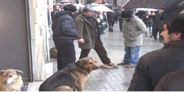 Beyoğlu'nda köpek önce güvenlik görevlisini sonra polisi ısırdı