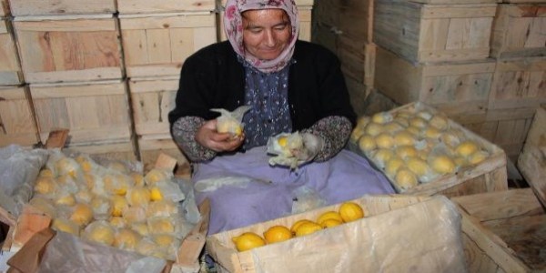 Yataklık limonlar depolanmaya başlandı