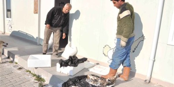 Kuşadası'nda kedi katliamı
