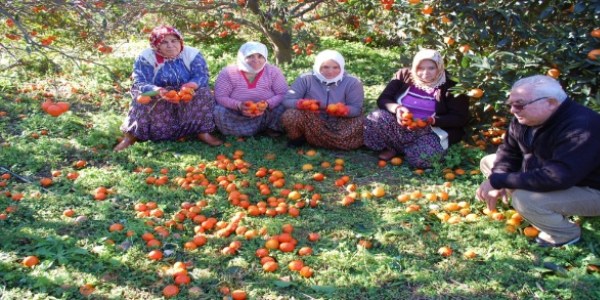 Fırtına 80 ton mandalinayı dalından döktü