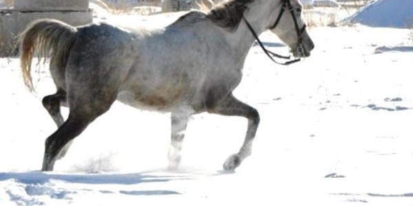 Ardahan'da yılkı atlar kurtlara yem oluyor