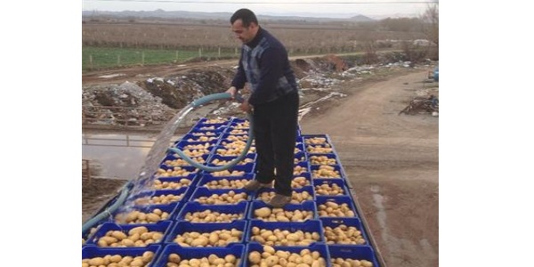 Güz patatesi de yüz güldürmedi